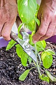 Pruning a pot-grown basil on a balcony.