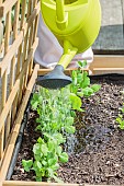 Watering a young pea seedling in spring.