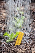 Watering a young mesclun seedling in spring.