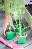 Step-by-step planting of fennel in a window box.