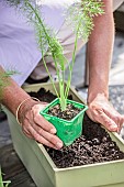 Step-by-step planting of fennel in a window box.