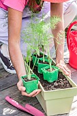 Step-by-step planting of fennel in a window box.