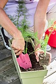 Step-by-step planting of fennel in a window box.