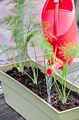 Step-by-step planting of fennel in a window box.