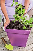 Woman planting a potted melon for cultivation on a balcony or terrace.