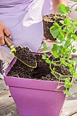 Woman planting a potted melon for cultivation on a balcony or terrace.