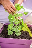 Woman planting a potted melon for cultivation on a balcony or terrace.