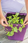 Woman planting a potted melon for cultivation on a balcony or terrace.