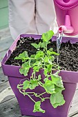 Woman planting a potted melon for cultivation on a balcony or terrace.