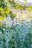 Thorny-headed globe thistle (Echinops spinosissimus) in bloom in an unwatered bed.