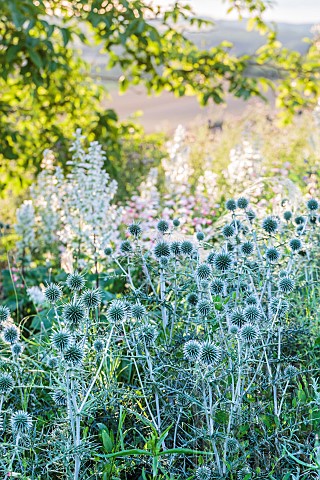 Thornyheaded_globe_thistle_Echinops_spinosissimus_in_bloom_in_an_unwatered_bed