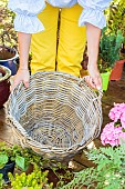 Step-by-step planting of a planter in a wicker basket.