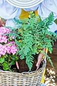 Step-by-step planting of a planter in a wicker basket. Planting a fern (Cheilanthes).