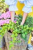 Step-by-step planting of a planter in a wicker basket. Planting a hanging plant.