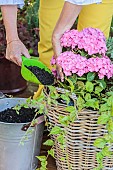 Step-by-step planting of a planter in a wicker basket. Filling in the gaps with potting soil.