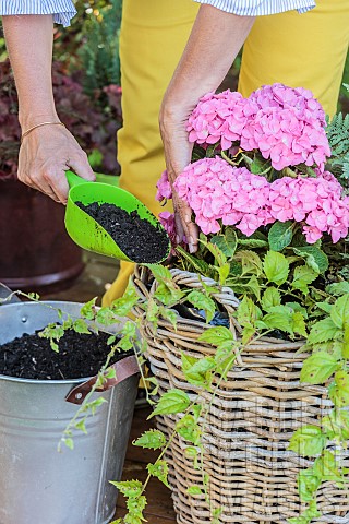 Stepbystep_planting_of_a_planter_in_a_wicker_basket_Filling_in_the_gaps_with_potting_soil