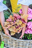 Step-by-step planting of a window box in a wicker basket. Planting a heuchera.