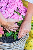 Step-by-step planting of a planter in a wicker basket. Checking the protection .