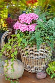 Step-by-step planting of a planter in a wicker basket. final view.