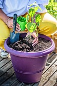 Woman planting a Peruvian groundcherry (Physalis peruviana) on a terrace.