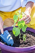 Woman planting a Peruvian groundcherry (Physalis peruviana) on a terrace.