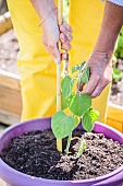 Woman planting a Peruvian groundcherry (Physalis peruviana) on a terrace.