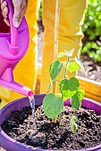 Woman planting a Peruvian groundcherry (Physalis peruviana) on a terrace.