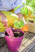 Woman planting a potted cucumber on a terrace.