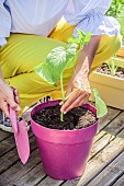 Woman planting a potted cucumber on a terrace.