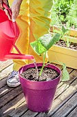 Woman planting a potted cucumber on a terrace. Watering.