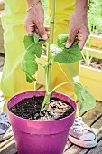 Woman planting a potted cucumber on a terrace. Staking.