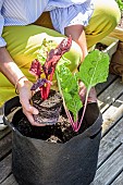 Planting chard in a Grow Bag. Handling a planting bag.