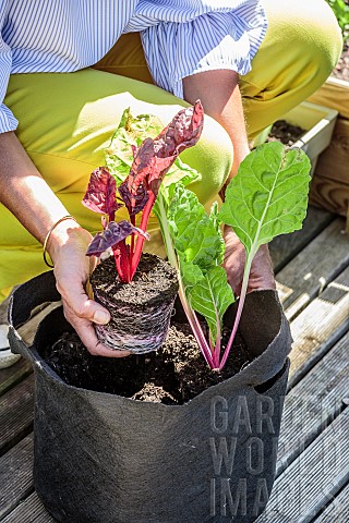 Planting_chard_in_a_Grow_Bag_Handling_a_planting_bag