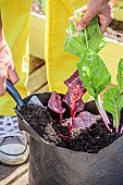 Planting chard in a Grow Bag. Add potting soil.