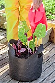 Planting of chard in a Grow Bag. Final watering.