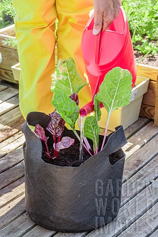 Planting_of_chard_in_a_Grow_Bag_Final_watering