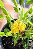 Flowering peanut plant in a pot.