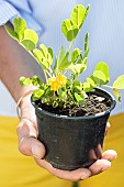 Woman holding a pot of blooming peanuts.