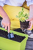 Planting a peanut plant in a window box.