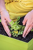 Planting a peanut plant in a window box.