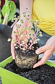 Planting a Peruvian Oca (Oxalis tuberosa) in a window box.