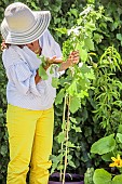 A woman inspecting a potted vine on a terrace.