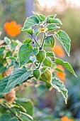 Peruvian groundcherry (Physalis peruviana) fruits forming in late summer