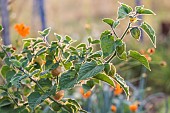 Peruvian groundcherry (Physalis peruviana) fruits forming in late summer