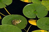 Lowland frog (Pelophylax ridibundus) on water lily leaf, Jardin des Plantes, Muséum National dHistoire Naturelle, Paris, France