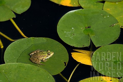 Lowland_frog_Pelophylax_ridibundus_on_water_lily_leaf_Jardin_des_Plantes_Musum_National_dHistoire_Na
