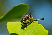 German wasp (Vespula (Paravespula) germanica) and prey on a Gingko biloba leaf, Jean-Marie Pelt Botanical Garden, Nancy, Lorraine, France
