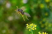 European paper wasp (Polistes dominula), in flight, Lorraine, France