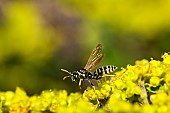 paper wasp (Polistes dominula) on Shale barren buckwheat (Eriogonum allenii), Jean-Marie Pelt Botanical Garden, Nancy, Lorraine, France