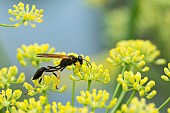 Black and yellow mud dauber (Sceliphron caementarium) on flowers, Grand Est, France